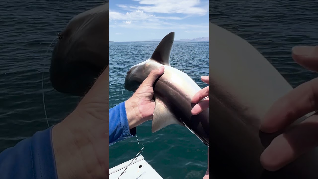 Turning a Shark Upside Down #shark #sailingadventures #sailingintothemystic