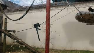 Famous Primates (NOT Monkeys) Monkeying Around Profile