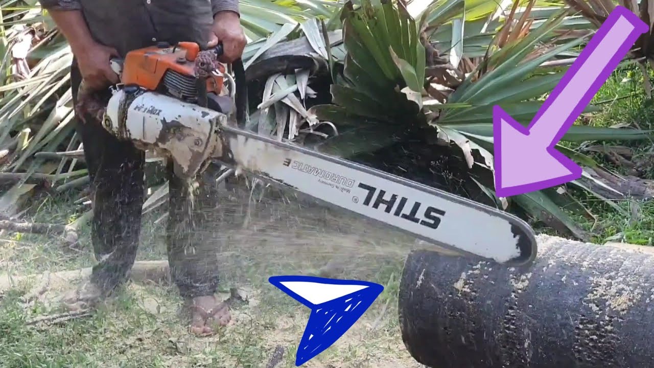 Wood Cutting Machine Chainsaw STIHL MS 070 Sawing Big Palm Tree - YouTube