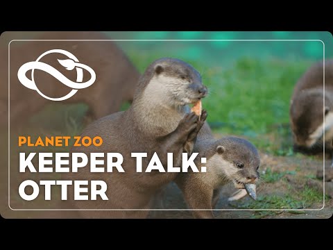 Video: Waarom word Asiatiese kleinklou-otters bedreig?