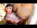 Falling in love on new baby monkey Jayden, New baby Jayden so healthy and grow fast