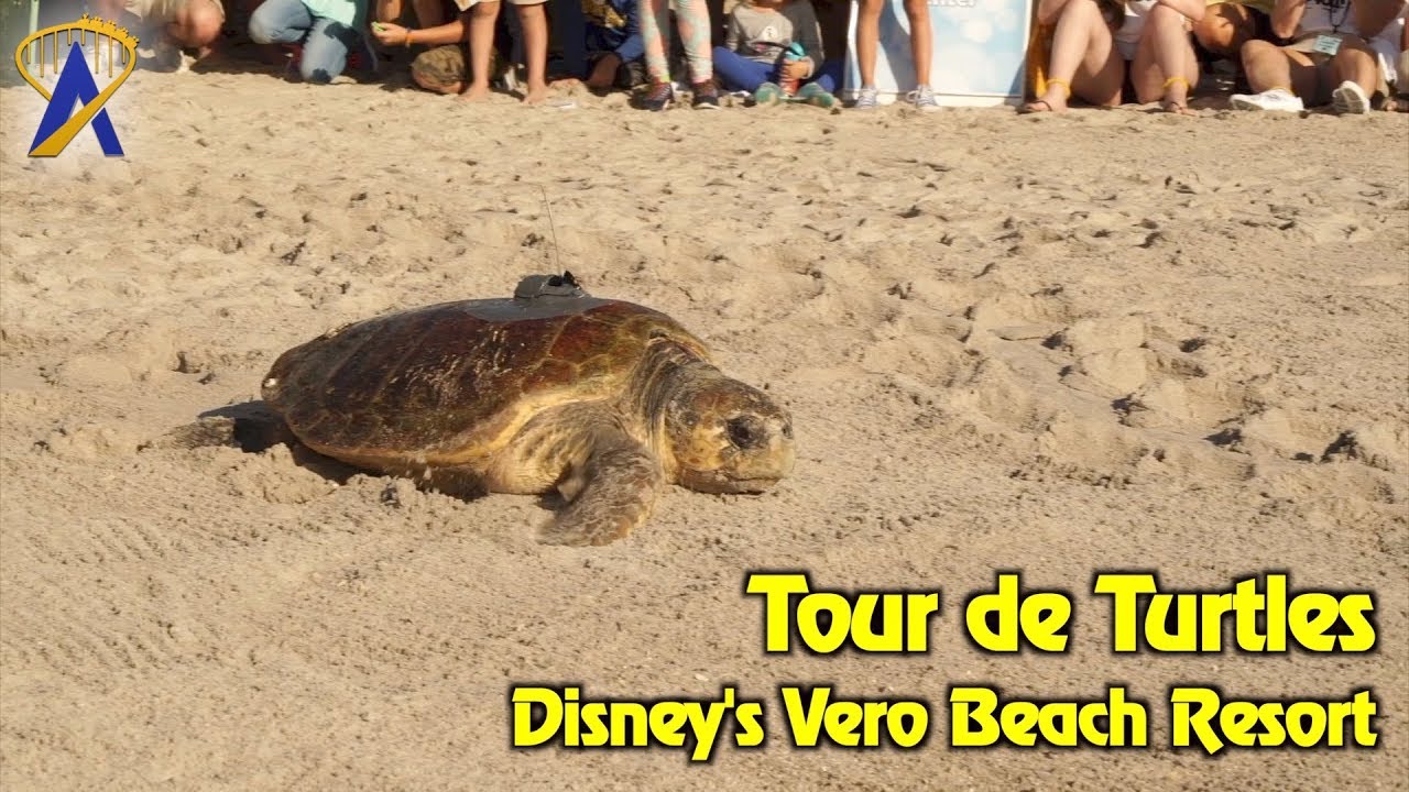 disney vero beach tour de turtles 2023
