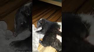 (longer video)buddy the orphaned skunk playing with his childhood bestie #cute #skunk #orphan