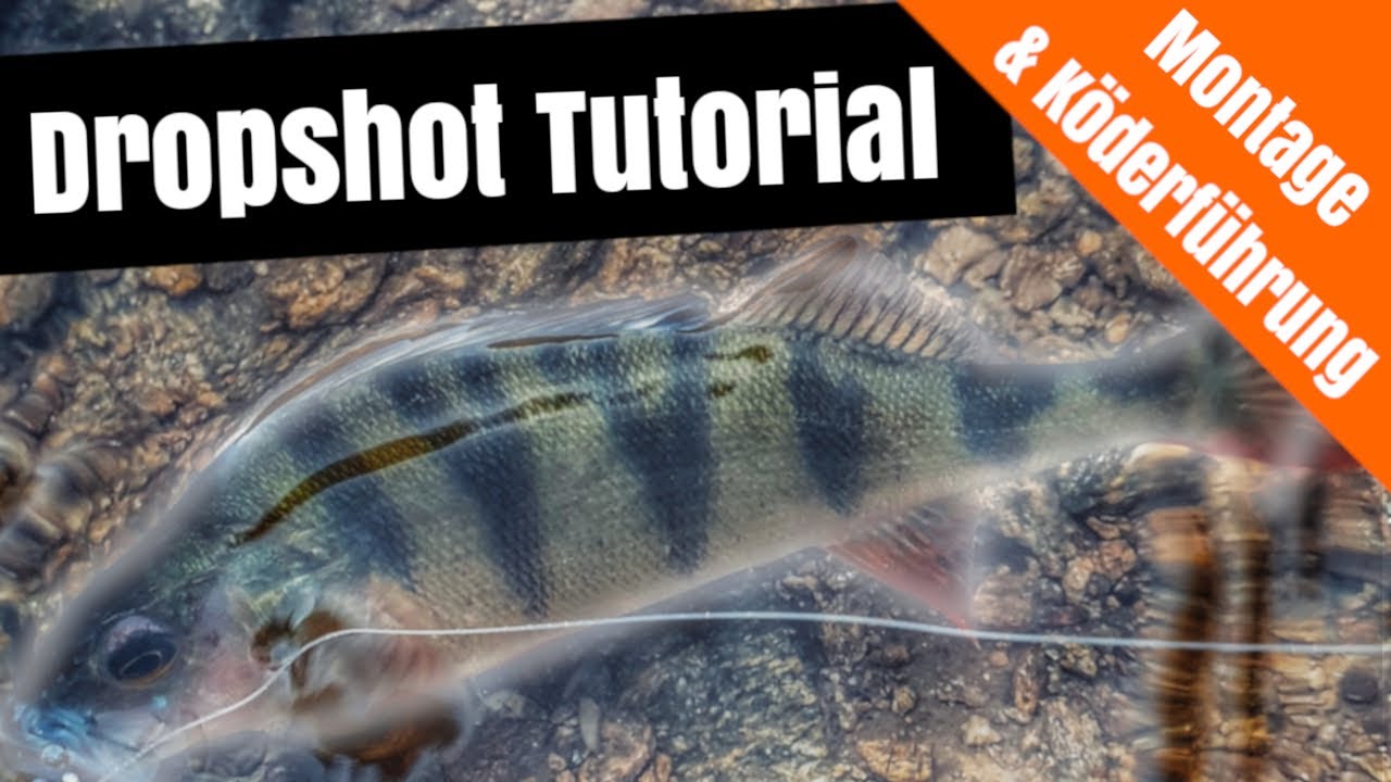 DROP SHOT Montage binden - Barsch Angeln vom Ufer
