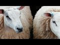 BEAUTIFUL PURE BRED TEXEL SHEEP 🐑