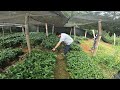 VARIETY COFFEE NURSERY IN LAO |VISITED NEWLY PLANTED COFFEE PLANTATION AND SPACING METHOD FOR COFFEE