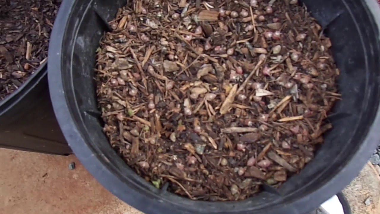 video phone beyonce mp3 Update on the extreme saguaro propagation attempt after 3 weeks, and other cacti