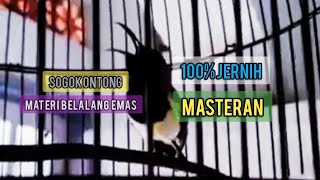 SOGOK ONTONG MATERI BELALANG EMAS||PEMILIK J-PENK SUKA SUKA NEKTAR