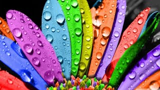 Rainbow Flowers, Rainbow, Purple, Green, Flowers, Blue, HD wallpaper by FAMILY VIDEO 51 views 3 months ago 12 minutes, 29 seconds