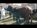 Who Took The Most Beautiful Phandar And Gabban Jotiyan From Riaz Cattle Farm Sheikhupura?