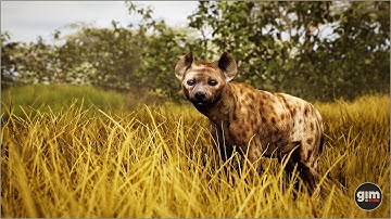 Spotted Hyena male animation preview