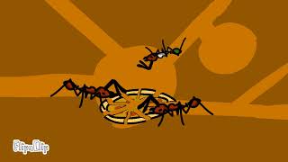 Ants X #ants