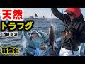 【新盛丸】トラフグ釣り　釣れだすと一気に!