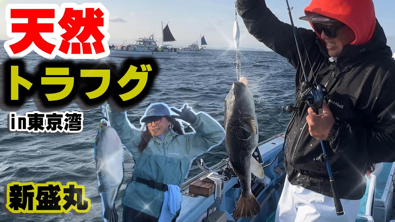 【新盛丸】トラフグ釣り　釣れだすと一気に!