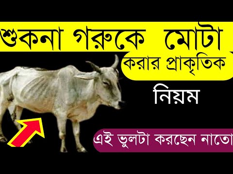 ভিডিও: তাজা ইউনি খাবেন কেমনে?