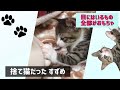 【保護猫】すずめとの出会い vol.2