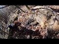 Wild boar shots 2017 Greece