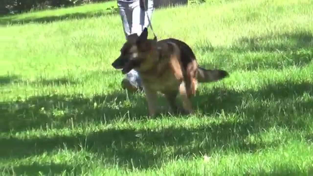 Alden's Kennels Pet Spa Training & Boarding Palatine IL. YouTube