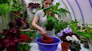 видео: Перевалка клубневых бегоний картинка: Перевалка клубневых бегоний