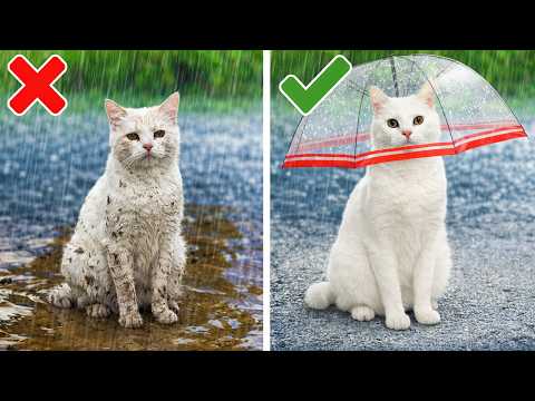 Cats Conquer Viral TikTok Challenges! 😂🐱 Epic Reactions You Can't Miss!