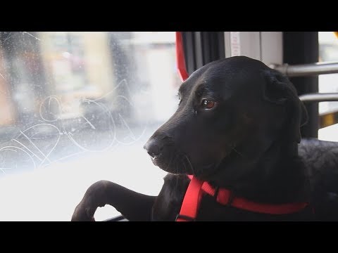 Video: Eclipse the Labrador neemt de bus op haar eigen naar Local Dog Park