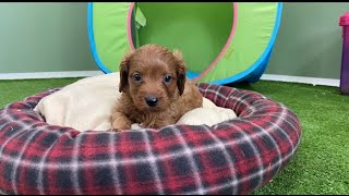 Cavoodle Puppies