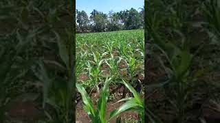 Cara aplikasi Eco farming pada jagung sesudah tanam | +6285279015927 screenshot 5
