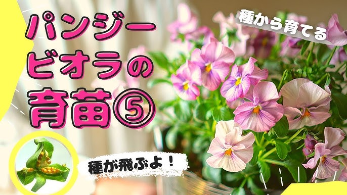 パンジービオラの育苗 開花後のお世話と種採り ベランダガーデニング Youtube パンジービオラの育苗 開花後のお世話と種採り ベランダガーデニング Youtube