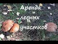 аренда лесных участков