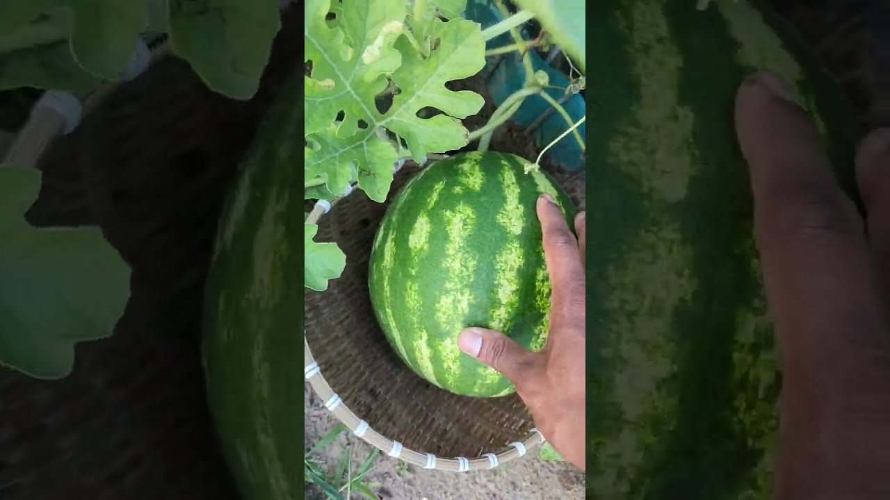 Growing Jubilee Watermelon Watering Shorts Garden