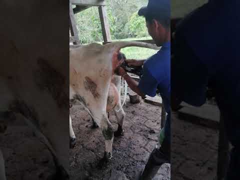 Vídeo: Pastizales Anuales De Estación Fría Con Tréboles Para Complementar Las Vacas De Vaca De Invernada Que Crían Terneros