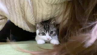 ママの身体に潜ってくる子猫