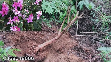 Giao lưu đến các bác cây hoa sim dáng đẹp rễ nhiều