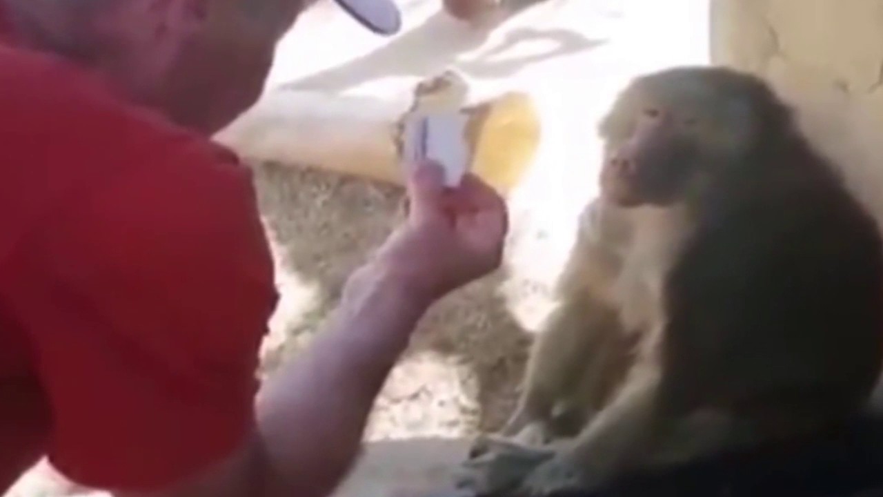 смешная гифка. гифки из мультиков. смешно картинки гифки. смешно картинки гифки. бегемотик танцует.