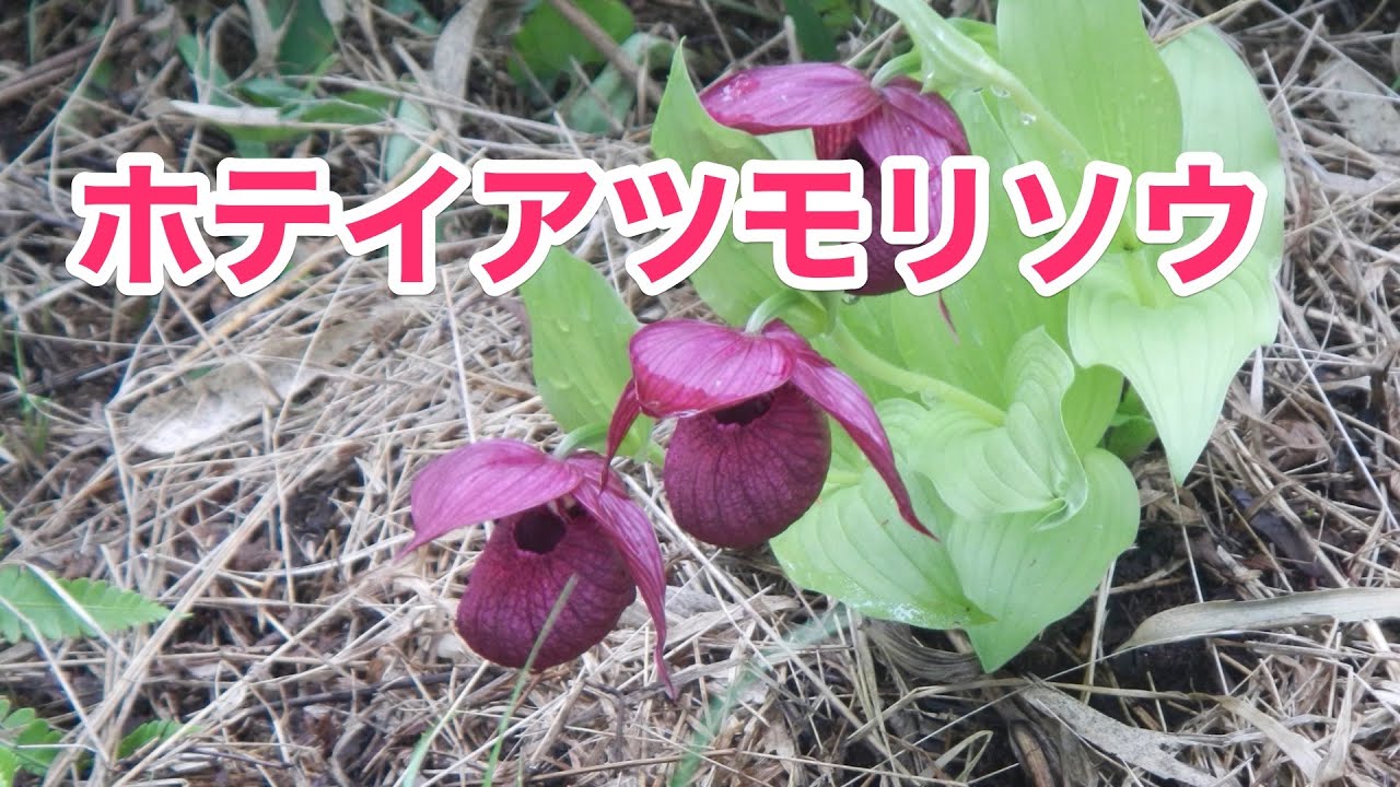 132 厚岸ホテイアツモリソウ アツモリソウ厚岸ホテイアツモリ A1 厚岸