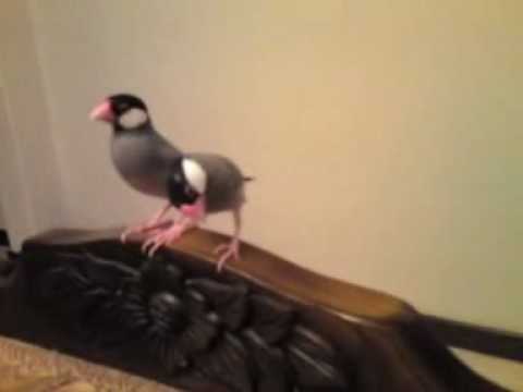 My Sweet  Couple bird , Java Sparrow