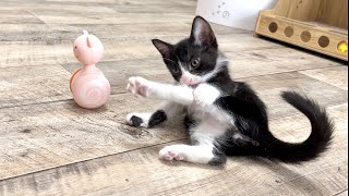 天然すぎる子猫の遊び方が面白すぎた【ポノfam物語#50】The way the kitten played was too funny. by ねこたま庵 14,413 views 2 weeks ago 14 minutes, 46 seconds