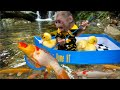 Baby monkey takes the duckling to find cute koi and goldfish to raise