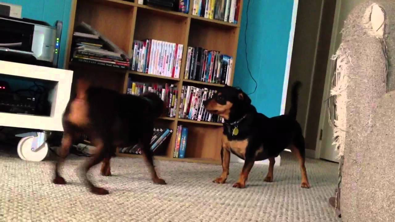 Doggie Play Time YouTube
