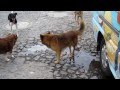 Dogs in antigua guatemala