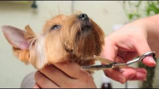 Pet Grooming Services Greenville SC The Shaggy Dog