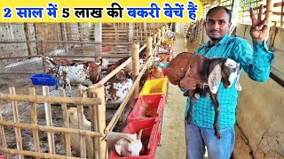 जुगाड़! 2 गुना तेजी से बढ़ती है मेरी बकरियां | Bakri ka growth kaise badhaye