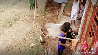 2018 Saler Kurbanir Amader Goru