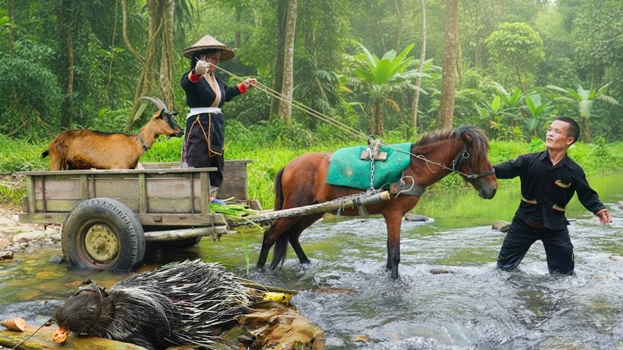 Horse Wheel Cart Changes Life for a Dwarf Family Selling Goats in the Countryside
