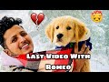 Last vlog with my dog romeo   my dog died 