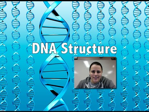ვიდეო: რა ჰქვია დაუხვეულ სიმებიან დნმ-ს?