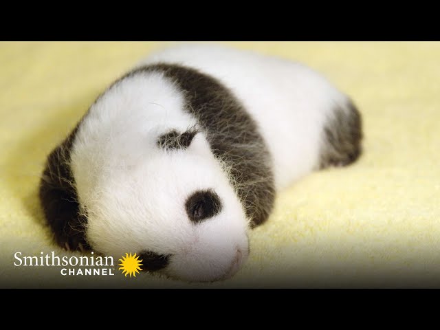 Baby panda's name means “little miracle” in English - The Washington Post