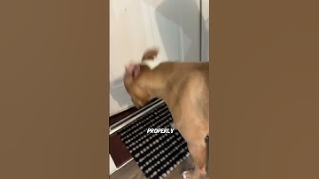 How do you stop your dog from destroying your home? 😱🐾 #puppytraining #puppy #dogtraining #dog