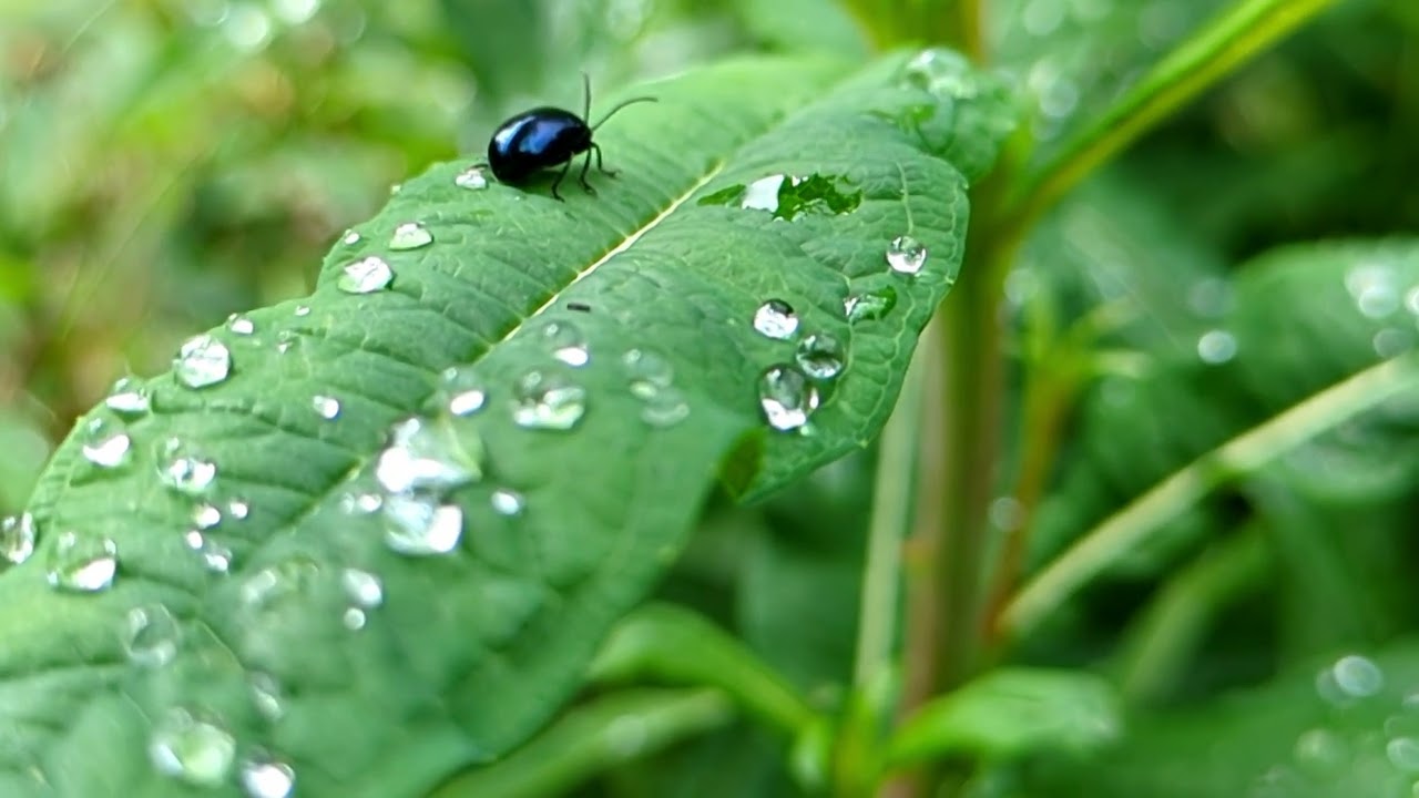 Memotone - 'Time is Away Theme' (Official Video)