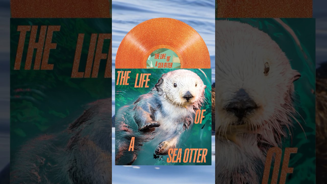 The life of a sea otter | 